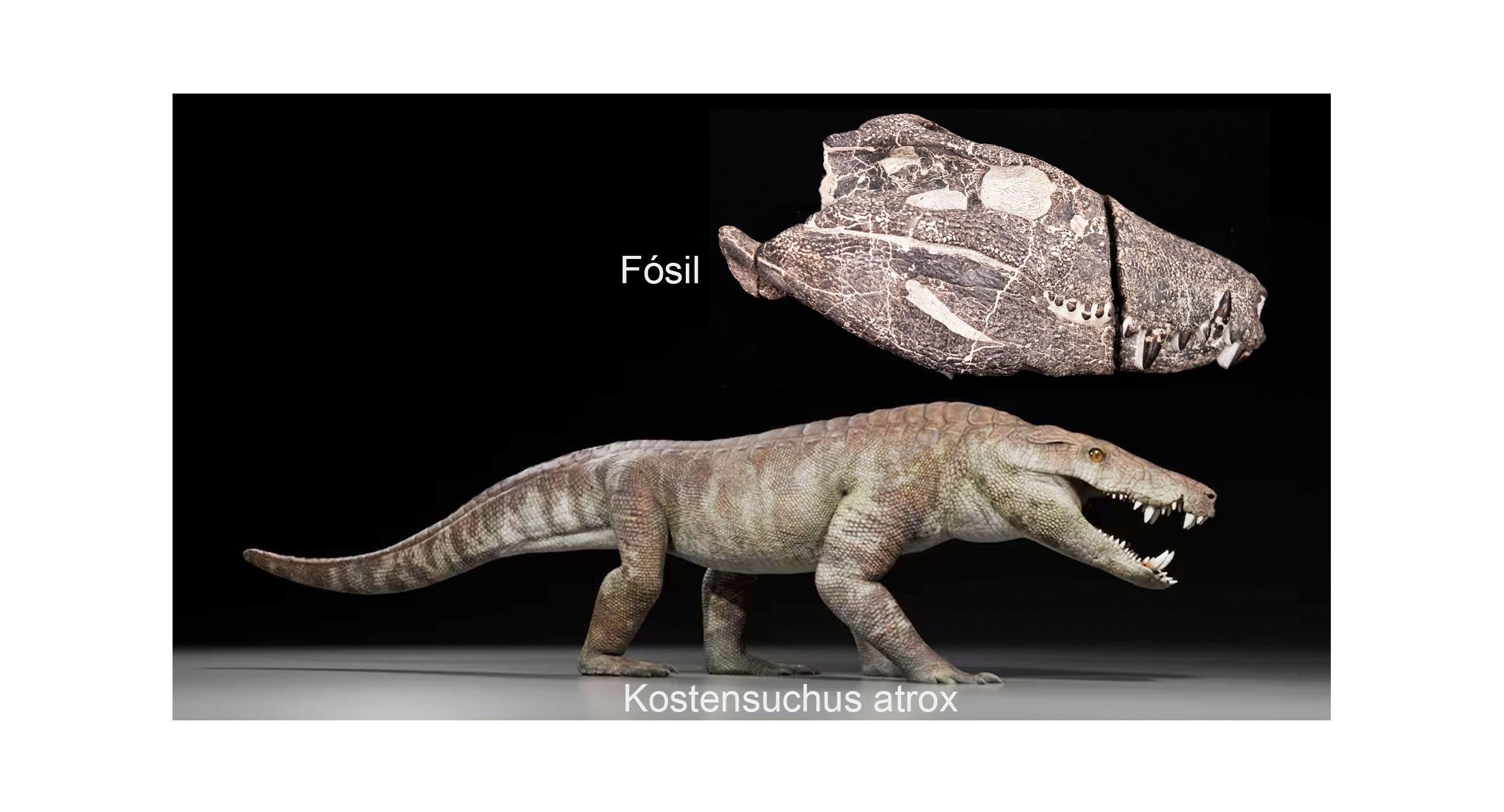 Cocodrilo Fosil