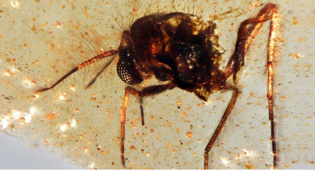 Capsula De Tiempo