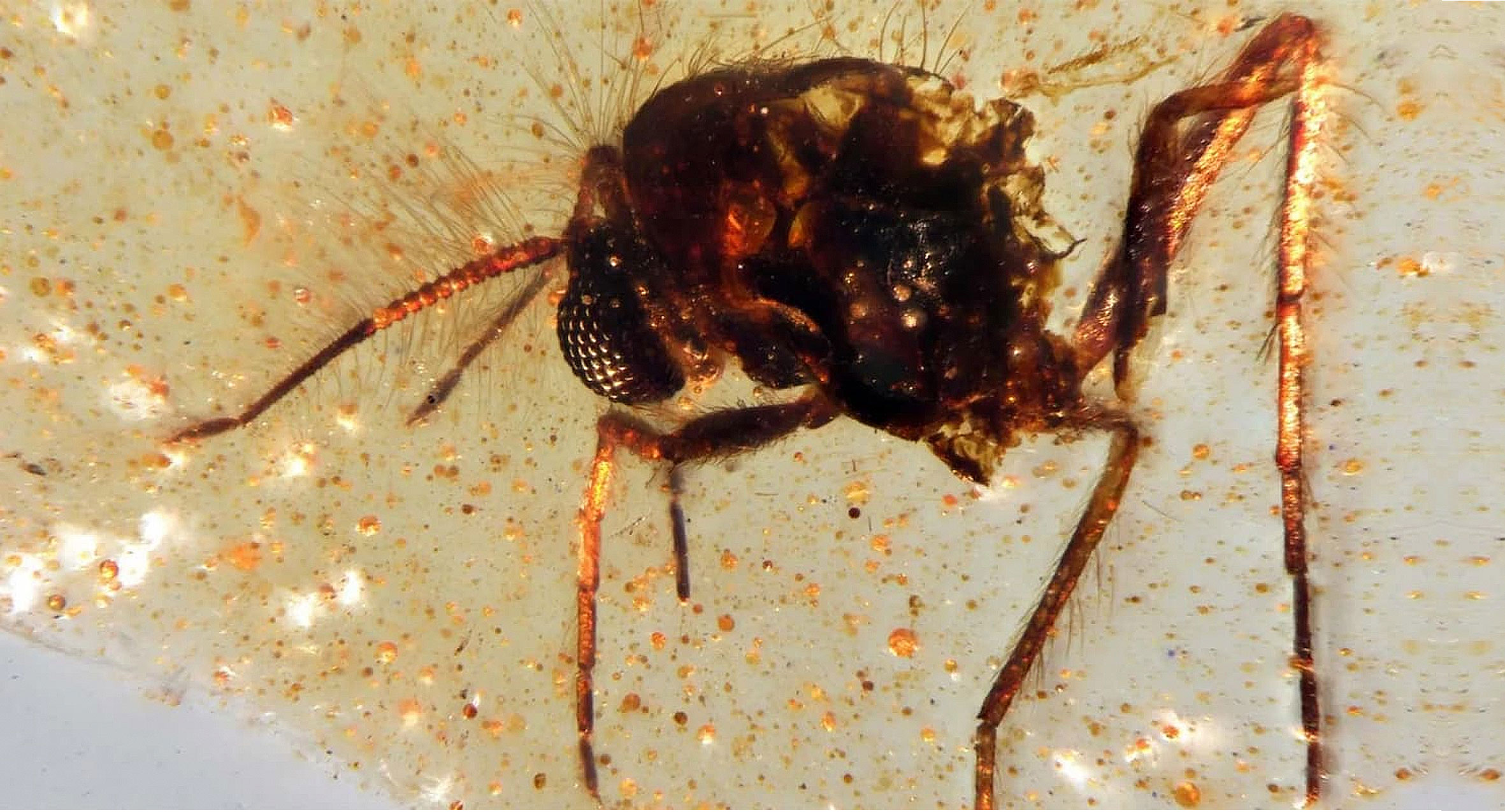 Capsula De Tiempo